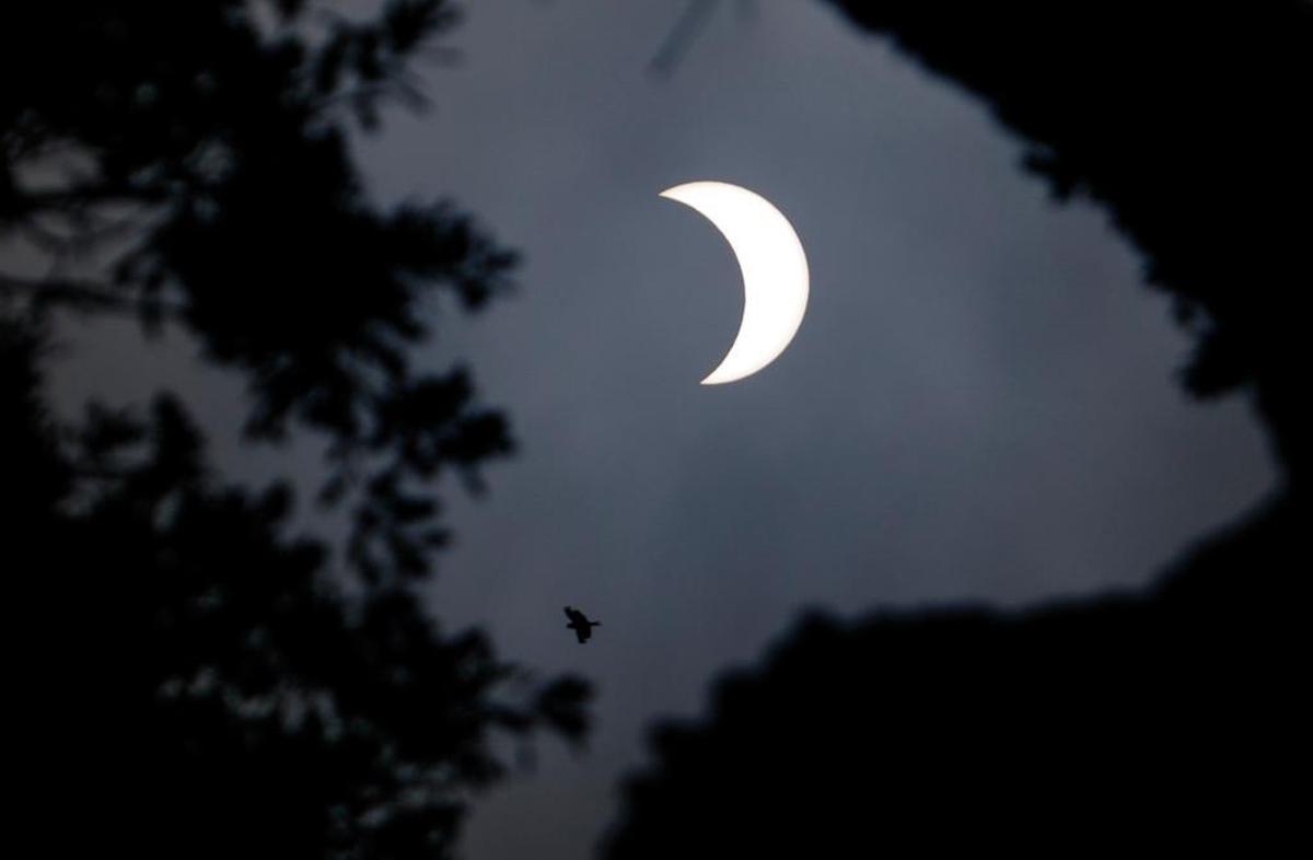 The partial solar eclipse is framed by an oak tree during an eclipse viewing party at the Atascadero Library.