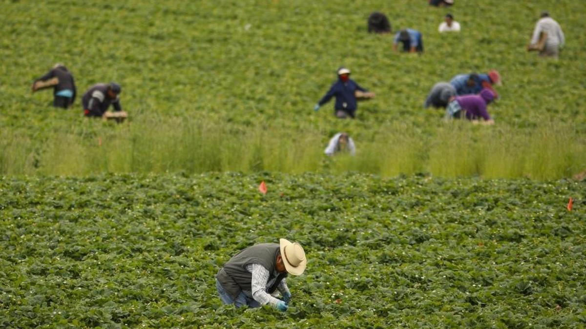 Workers pick Okui strawberries in Grover Beach.