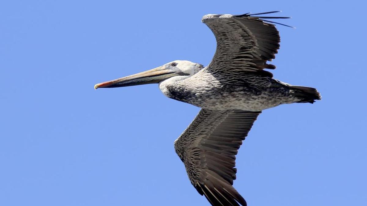 Spot shorebirds like this one with docents in Morro Bay.