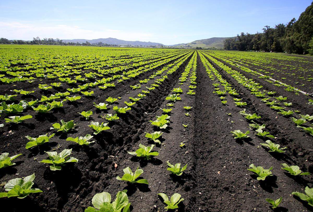 A file photo of the 131-acre site where San Luis Ranch will be built starting in 2019 (about 60 acres will remain open space with the rest filled with homes, commercial and office space, a hotel and parks).