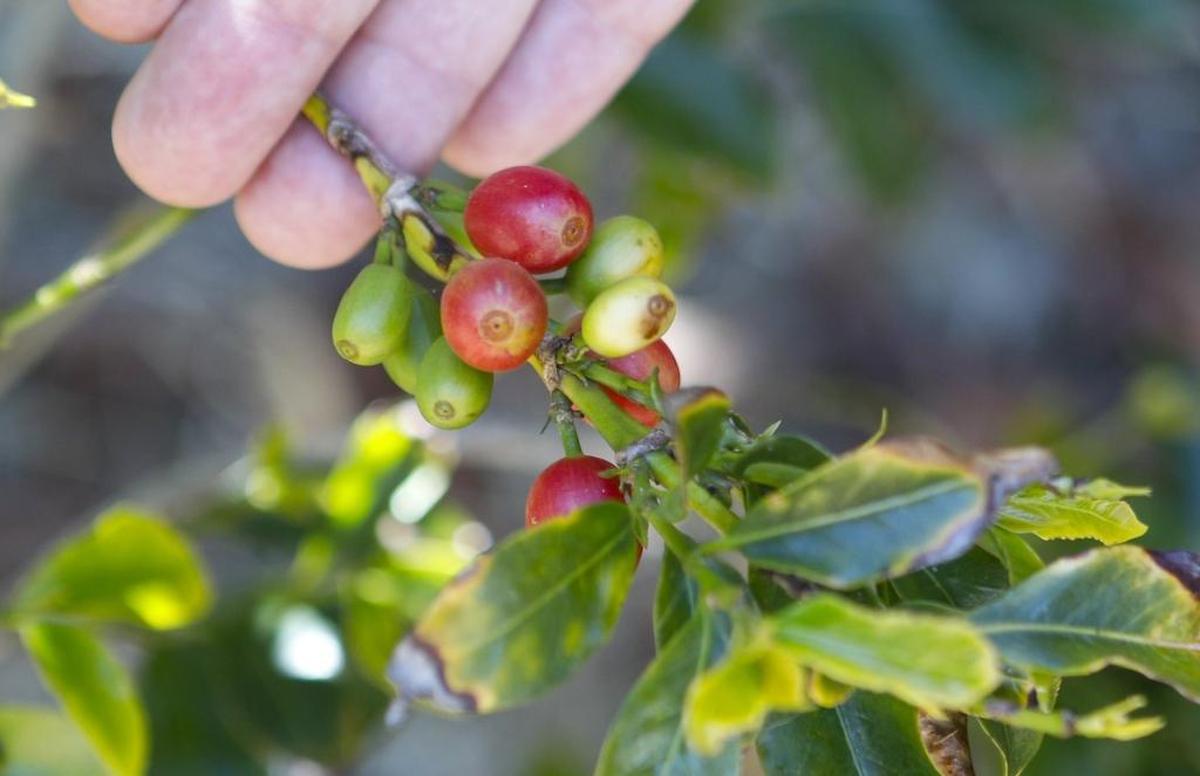 Coffee berries grow at Shanley Farms in Morro Bay.