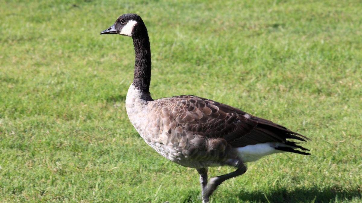 Canada goose