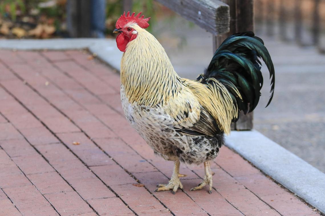 Feral roosters rule the roost in the historic Village of Arroyo Grande.