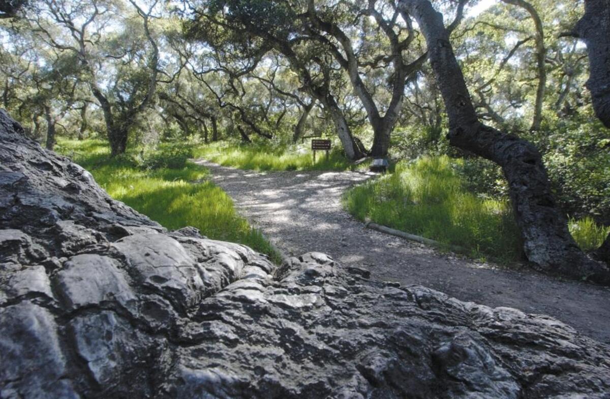 Los Osos Oaks State Natural Reserve.