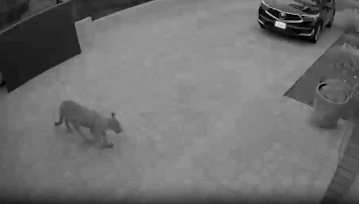 A mountain lion was captured on a video camera walking up to the front porch of a Cambria home on Sept. 2, 2023.