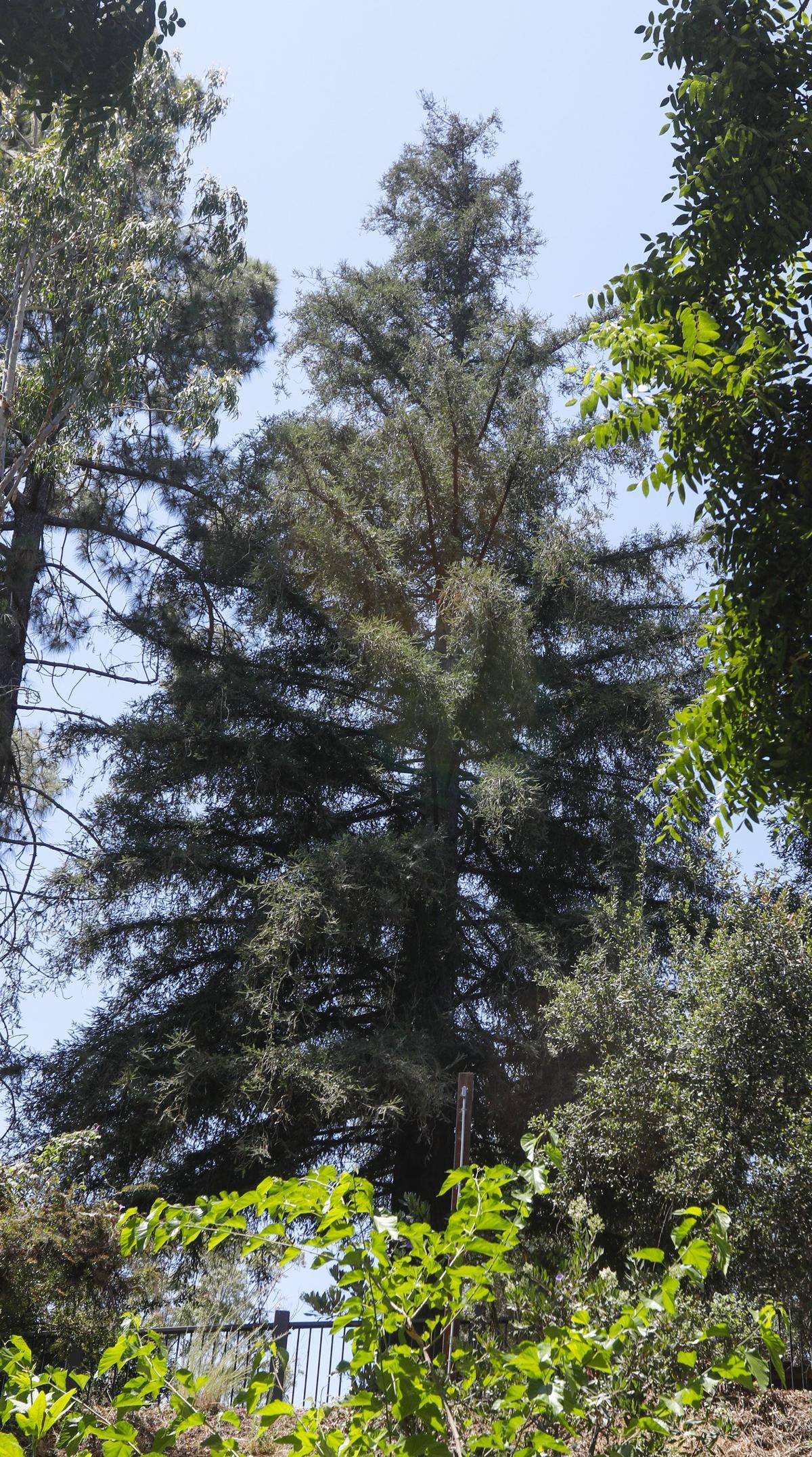 San Luis Obispo has one of about 80 known “Moon Trees” planted from seeds taken up on the Apollo 14 lunar mission. The tree is located next to Mission Plaza near San Luis Obispo Creek and the Murray Adobe.