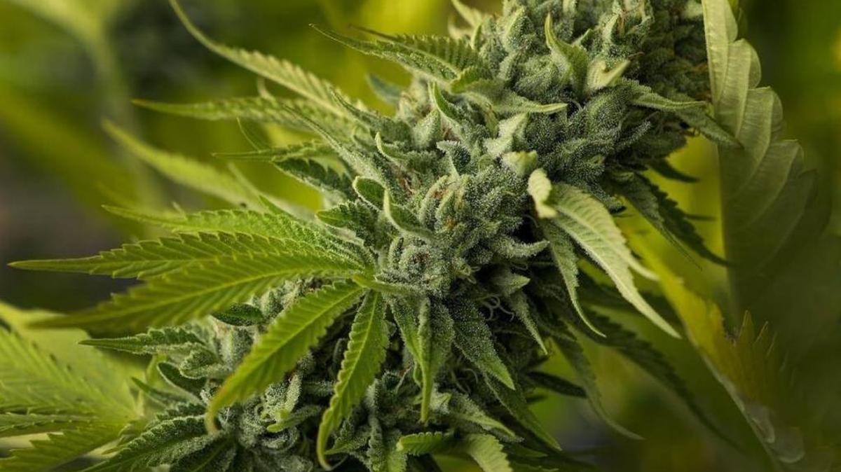 Morro Bay will consider the future of marijuana regulations in the city, including a recommendation to allow up to two medical marijuana dispensaries to set up shop. Pictured here is a marijuana plant at Megan's Organic Market's marijuana farm in Los Osos.