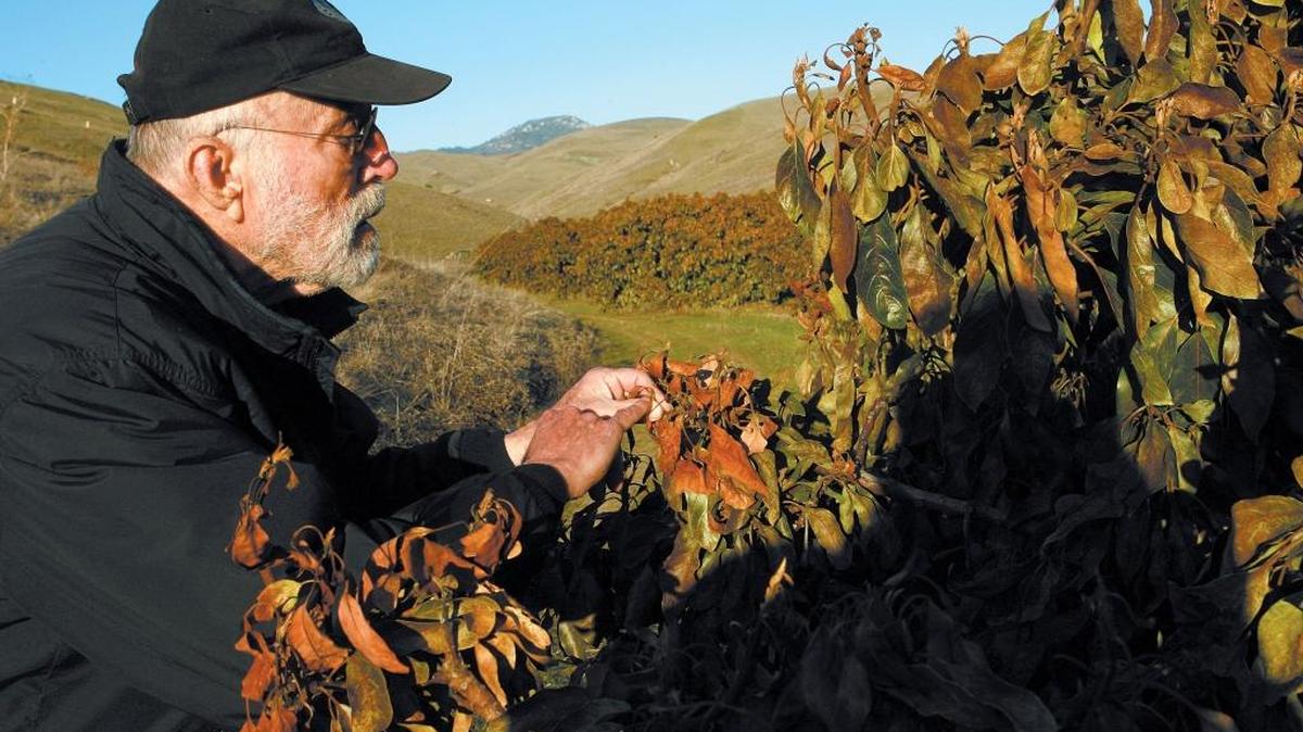 David Crowther looks over cold damage to a Haas avocado tree in 2007 after a massive frost devastated a huge number of avocado and citrus crops in the county that year.