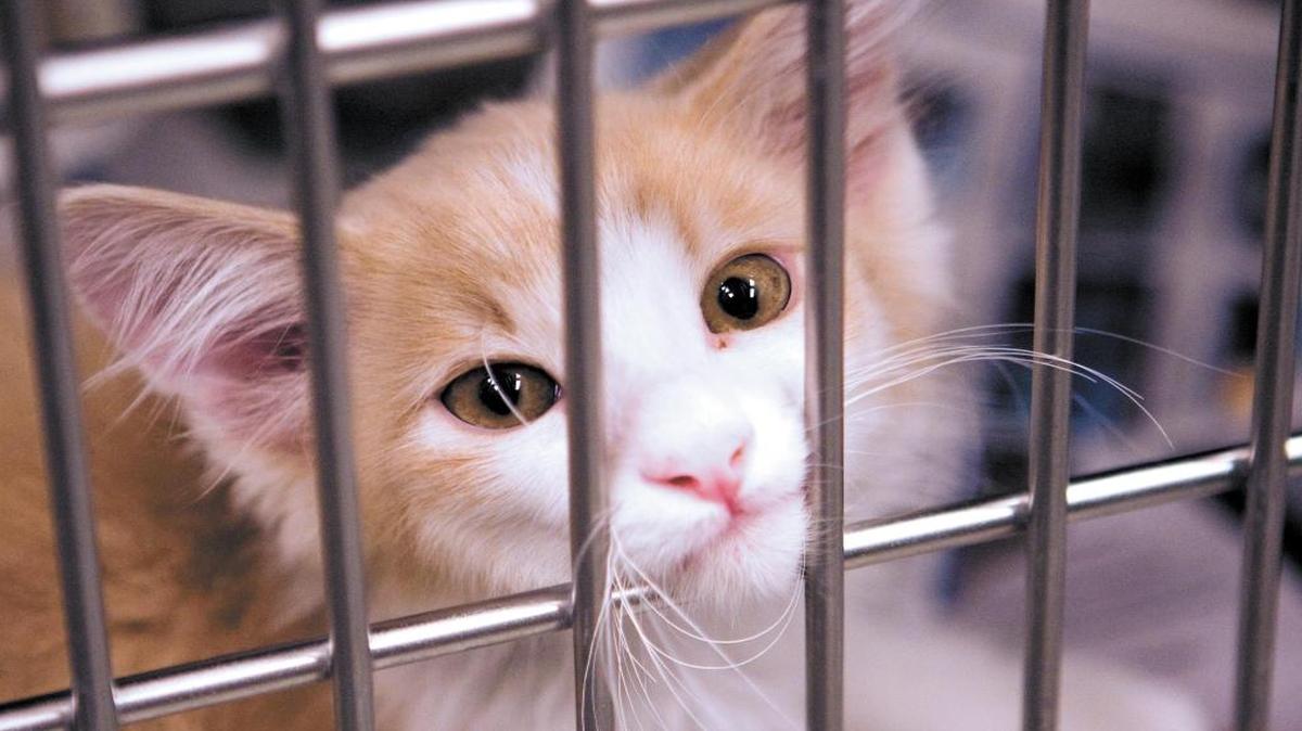 A kitten waits for adoption at Woods Humane Society.