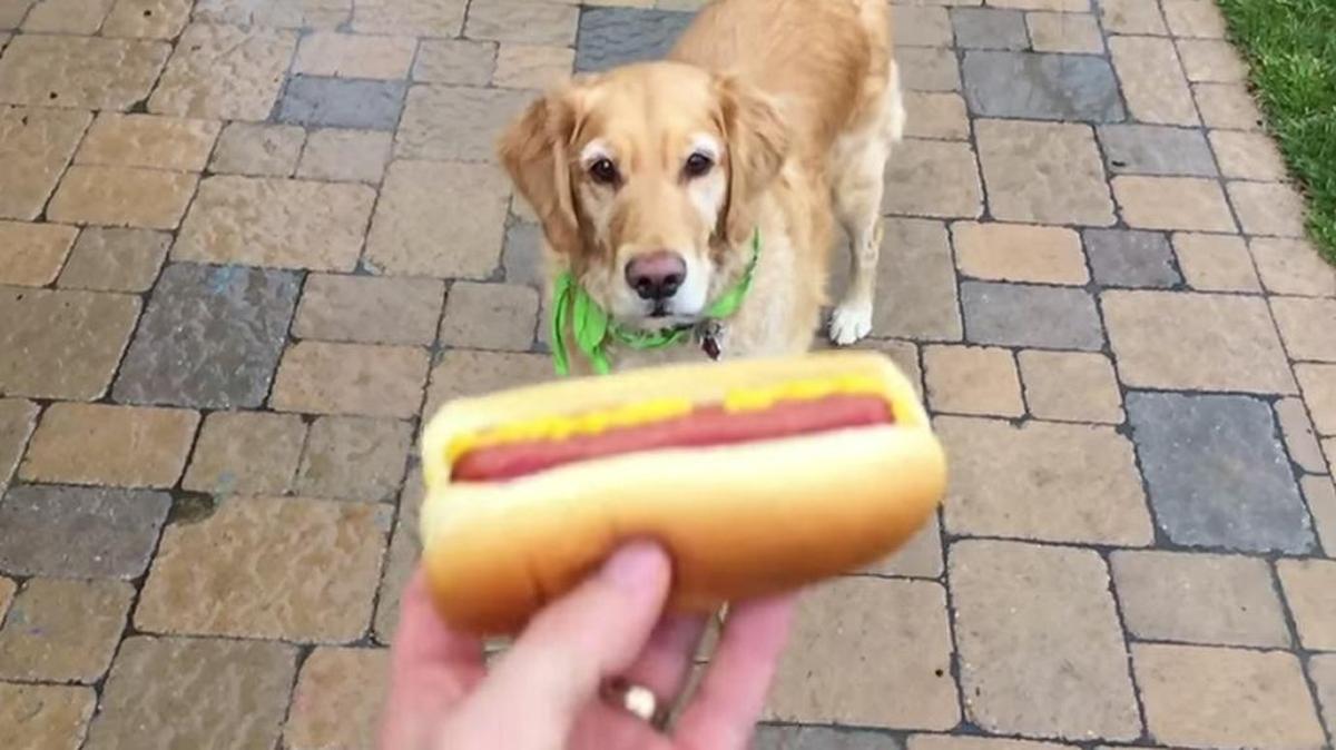 Fritz, a golden retriever from Atascadero, prepares to get hit in the head by a hot dog.