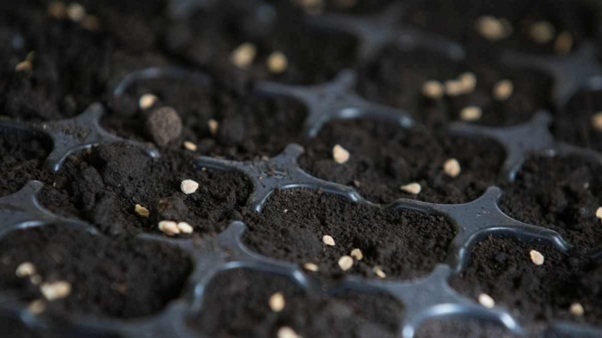 If you receive unsolicited packages of seeds from a foreign country in the mail, don’t plant them, San Luis Obispo County officials said.