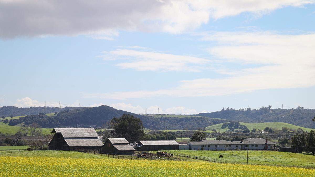 Clearing skies and yellow mustard flowers bloom around barns near the corner of Orcutt and Righetti roads on March 3, 2024.