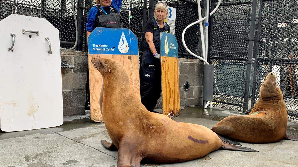 Volunteers Jennifer Weller, left, and Sally Campbell give fluids to an ailing sea lion being treated for domoic acid poisoning at The Marine Mammal Center in Sausalito.