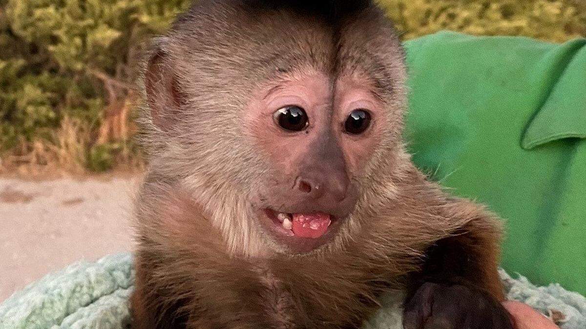 Route, a capuchin monkey, somehow accidentally called 911 from her home at the Paso Robles Zoo to You facility, according to the SLO County Sheriff’s Office.