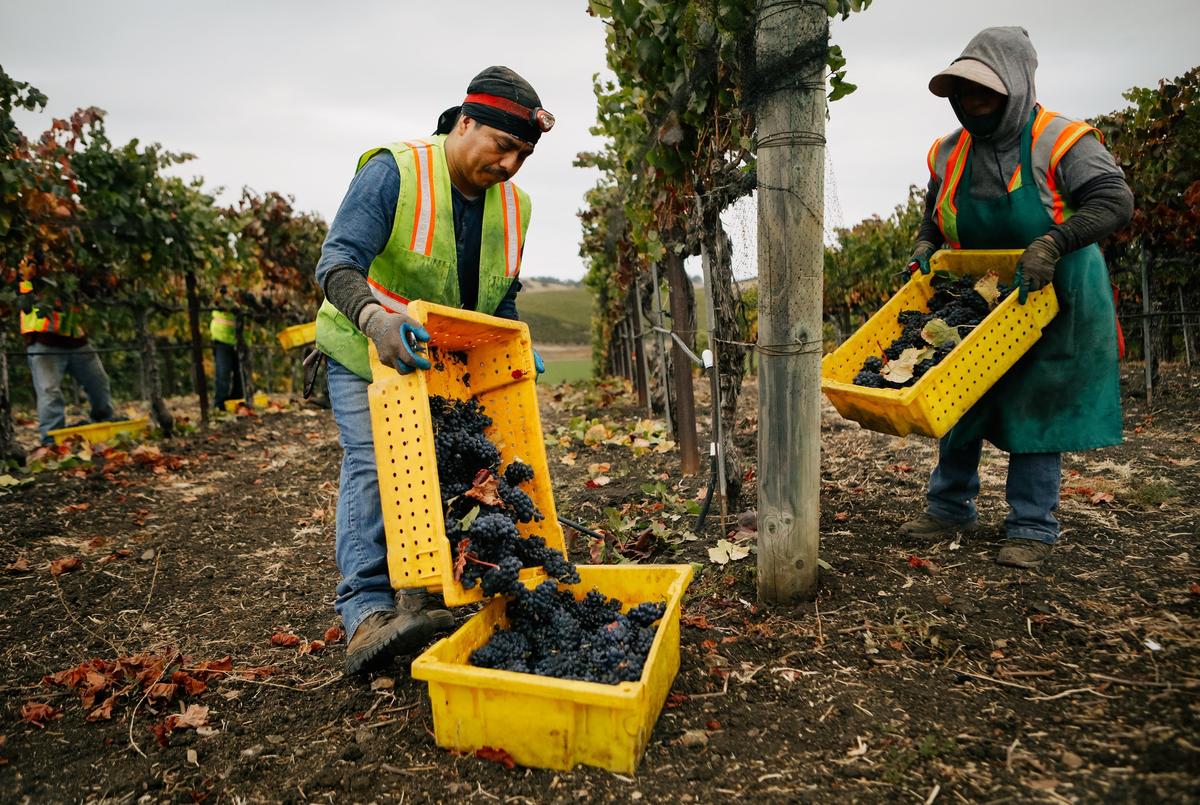 Workers harvest pinot noir grapes at a vineyard in Arroyo Grande.