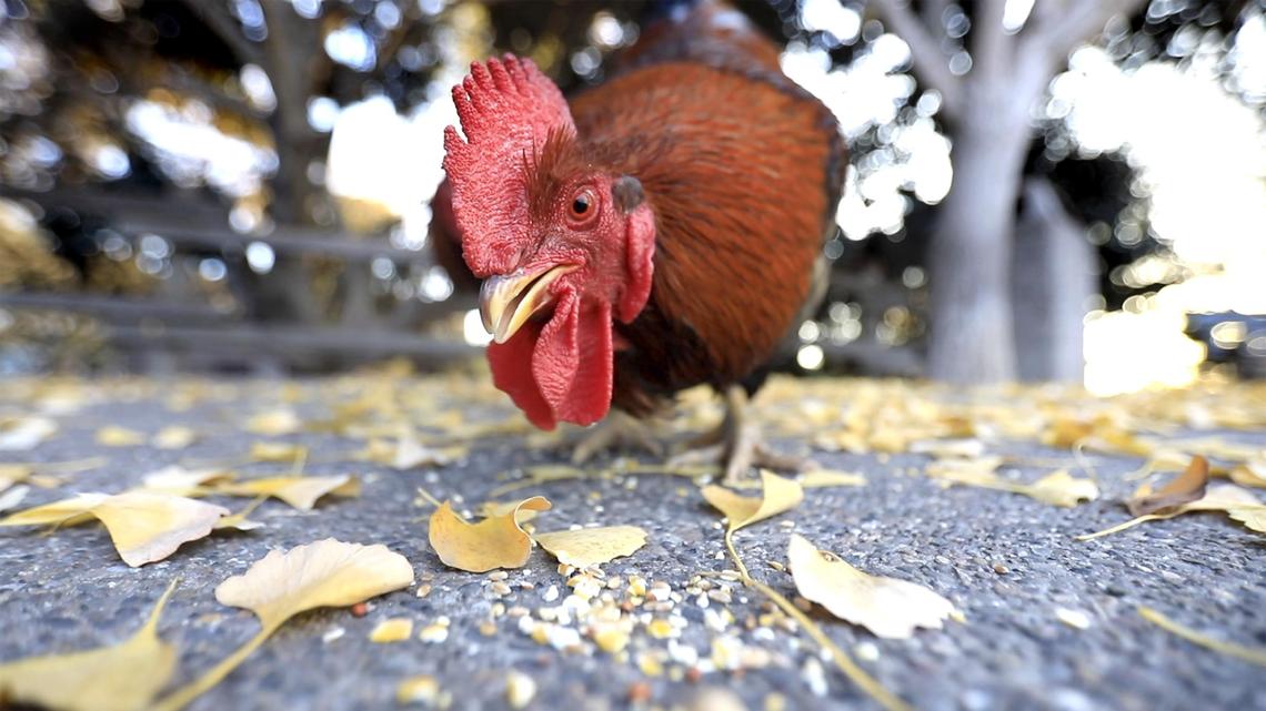 Mid-State Fair is canceling youth poultry shows to prevent this deadly bird virus