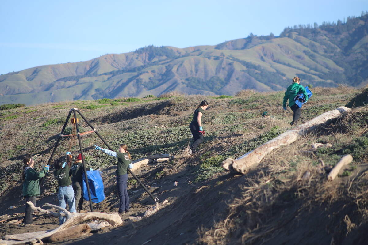 It takes a team to weigh a weaner. Team Ellie from Cal Poly has the equipment and training to get it done, and collect data to understand the elephant seals at Piedras Blancas in San Luis Obispo County.