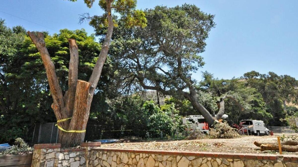 Trees are being cut down on the north side of the San Luis Obispo High School campus.