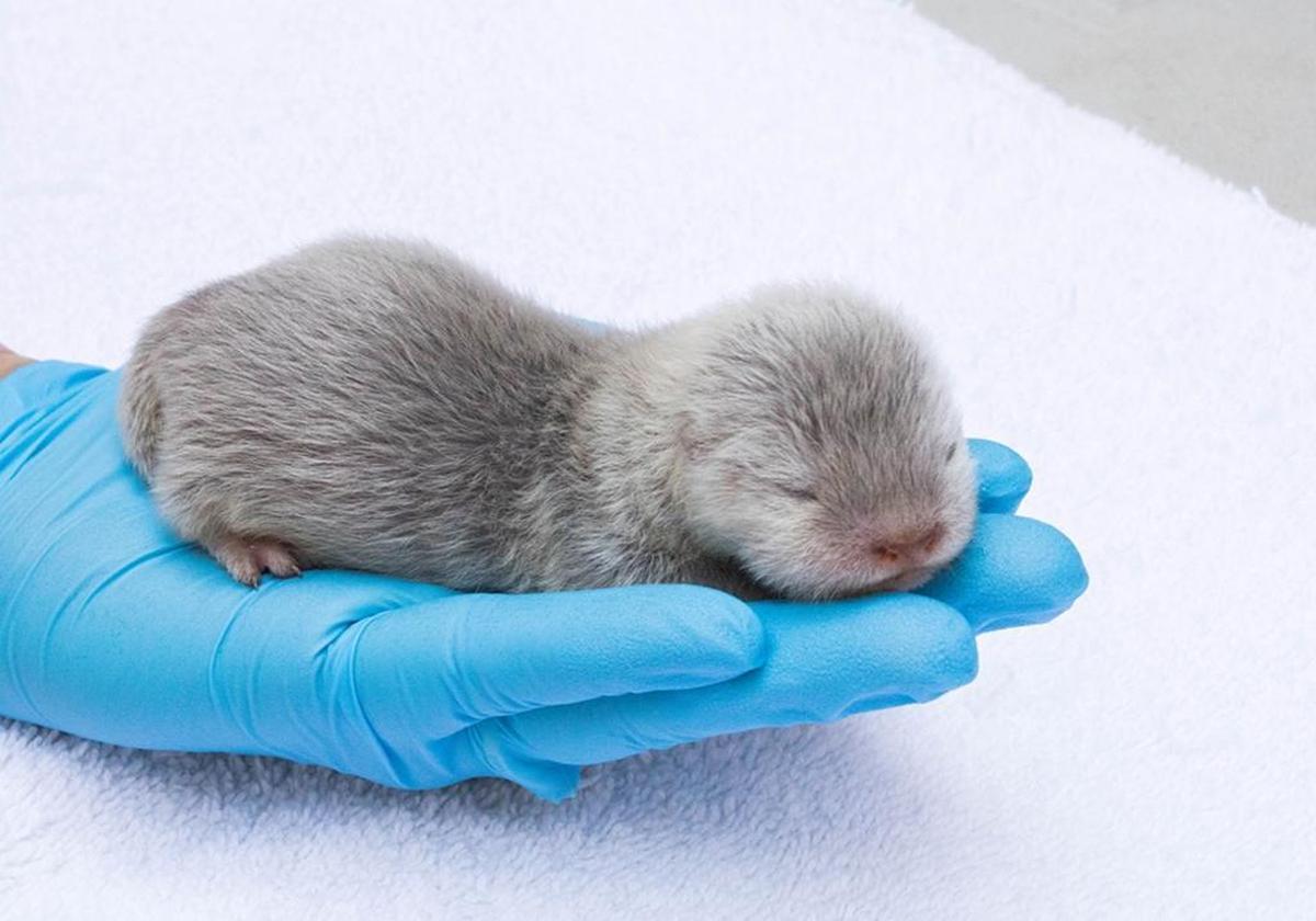 The Asian small-clawed river otter, the smallest otter in the world, lives in freshwater wetlands and mangrove swamps throughout Southeast Asia including southern India and China, Indonesia, the Philippines, Borneo and the Malay Peninsula.
