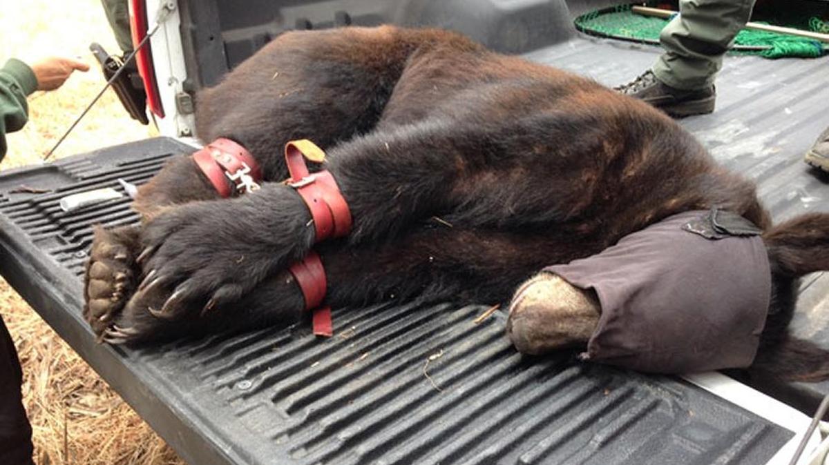 A black bear that spent much of Wednesday wandering through neighborhoods in Western Goleta was tranquilized and relocated to the Santa Ynez Mountains and Los Padres National Forest.