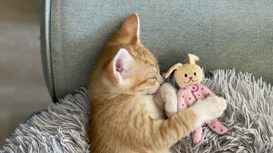 Ever wanted to foster ‘fluffy, bouncy little kittens?’ SLO County shelter needs your help now