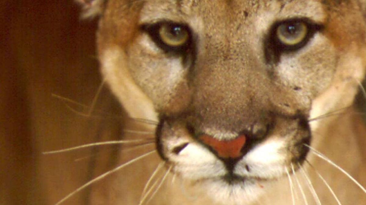 Mountain lion.