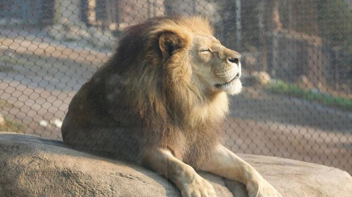 Santa Barbara Zoo prepares for possible evacuation due to Thomas Fire
