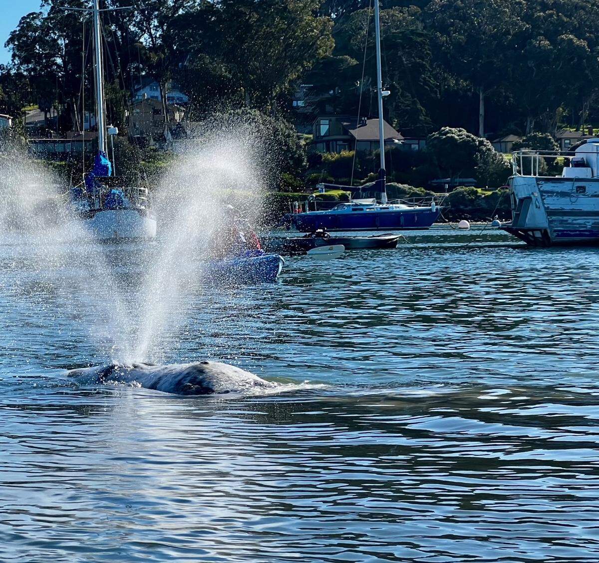 A gray whale swims in the Morro Bay Harbor on Thursday, March 14, 2024. The whale has been been spotted in the harbor for the last few days.