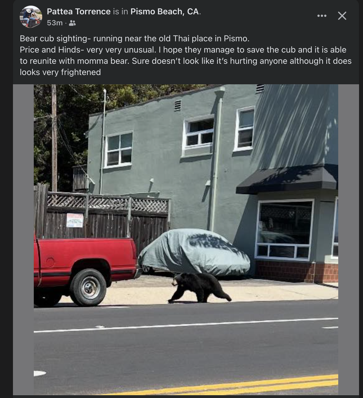 A bear was spotted wandering down Price Street in Pismo Beach on Monday, July 7, 2025.