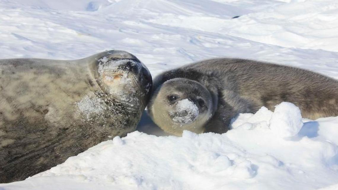 A Weddell seal mother and pup lie on the ice in Antarctica. Cal Poly researchers will have to wait a year to make a return trip after a problem with permits scuttled this year’s expedition.