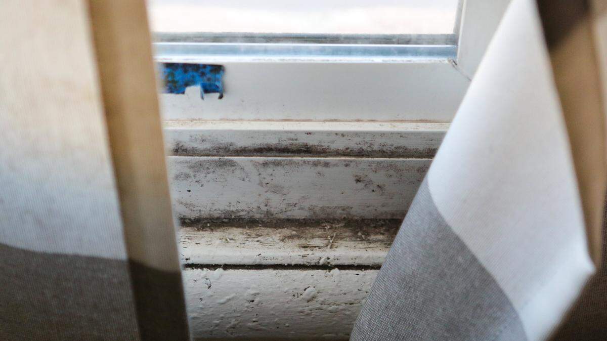 Black mold on a window and wall in a Grand View Apartments unit. Residents say black mold, bedbug bites, roaches and mice are common at the complex.