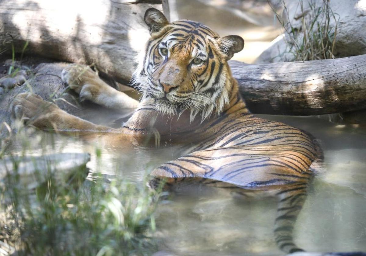 Menderu the Malayan tiger lounges at the Charles Paddock Zoo in Atascadero in August 2017. The zoo will host an Earth Day celebration, "A Party for the Planet!", on April 21, 2018.