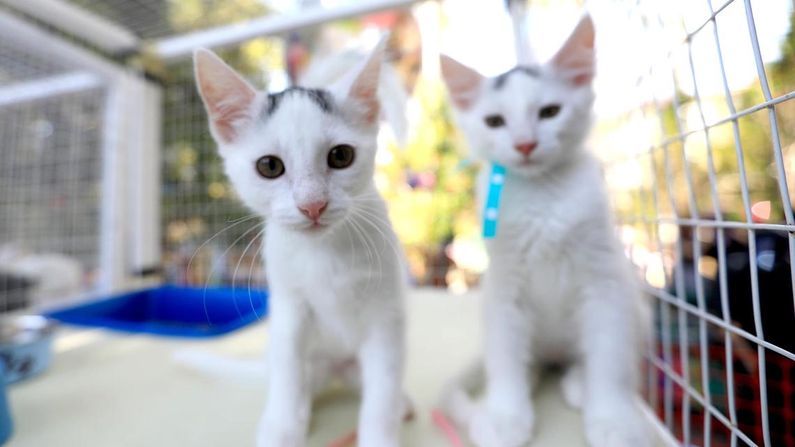 SLO County animal shelters struggle as adoption rates drop. ‘Money is our biggest issue’