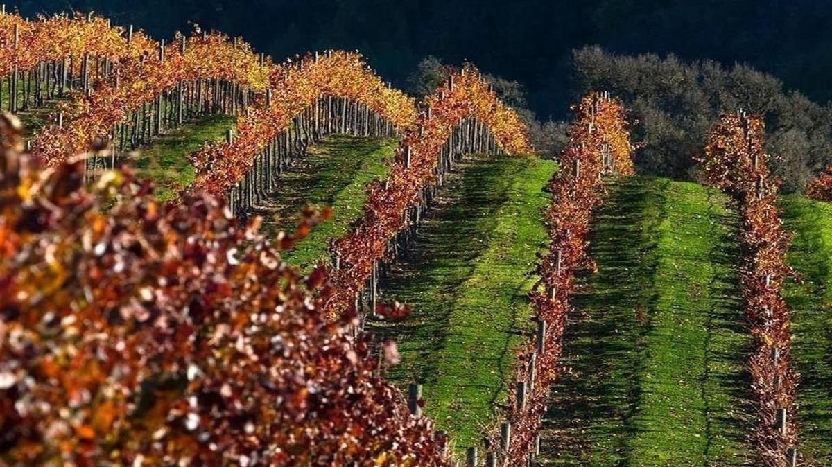 Travel website Orbitz has named Paso Robles one of its 17 amazing places to visit in 2017.