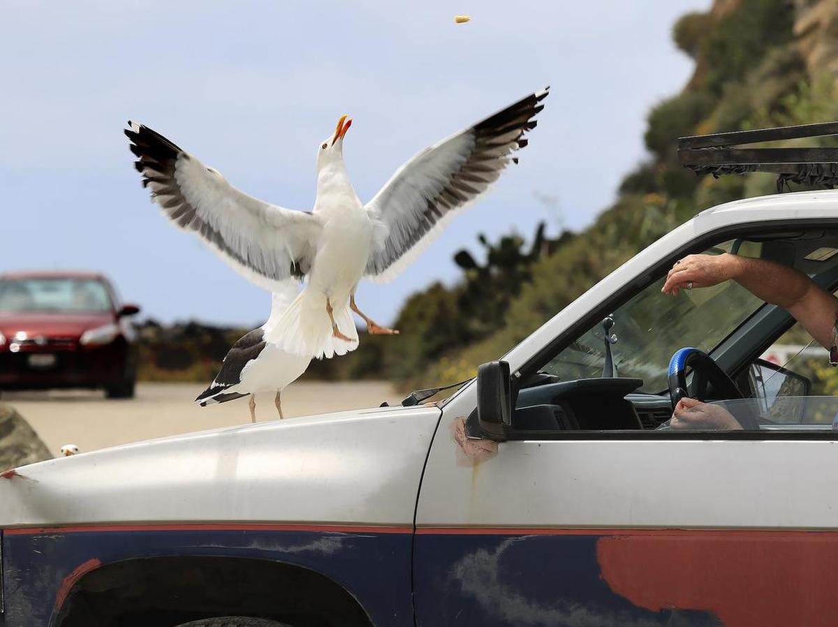 Frederique R. of Morro Bay throws bits and pieces of bread to sea gulls standing on the hood of her truck on Friday near Morro Rock in 2016.