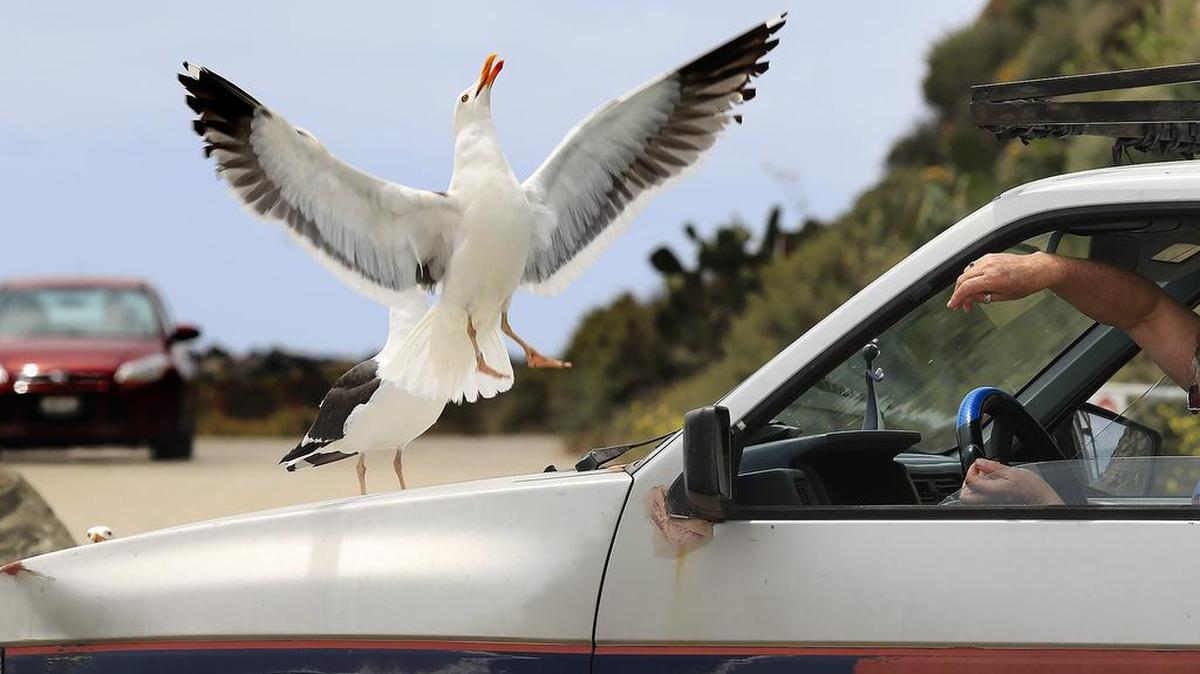 Frederique R. of Morro Bay throws bits and pieces of bread to sea gulls standing on the hood of her truck on Friday near Morro Rock.