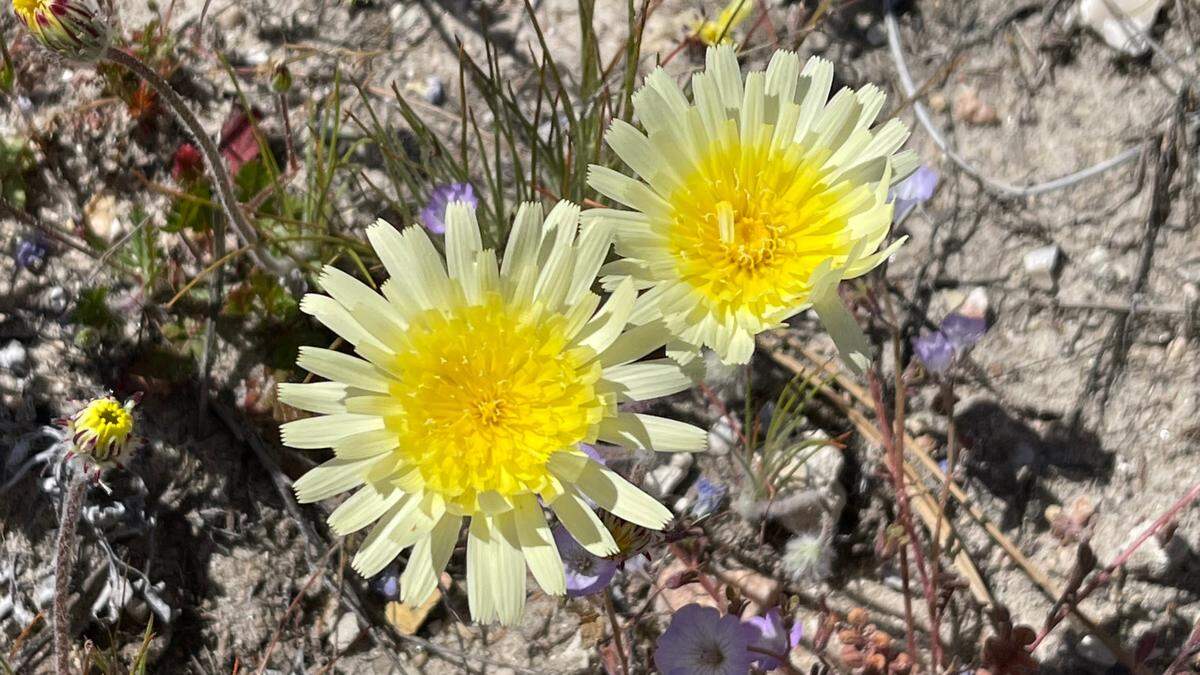 California desert dandelions grow in the fields along Shell Creek Road on April 9, 2023.