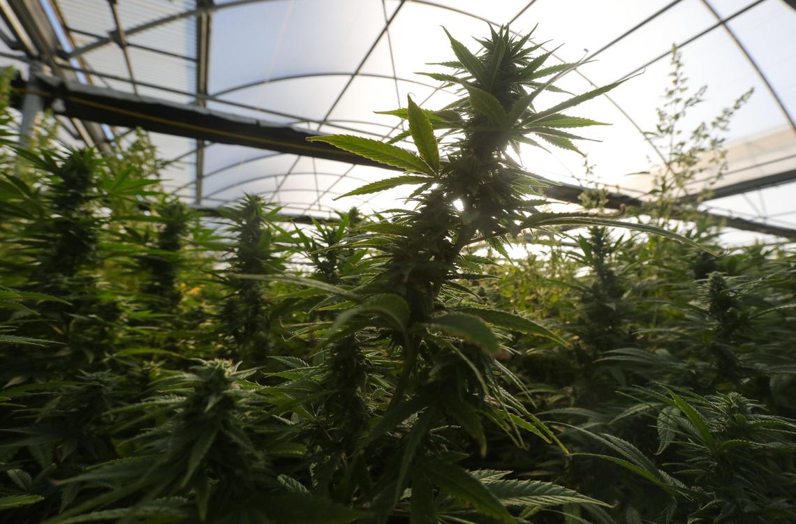 The Los Osos Valley farm that supplies Natural Healing Center grows hemp for seed in a greenhouse.