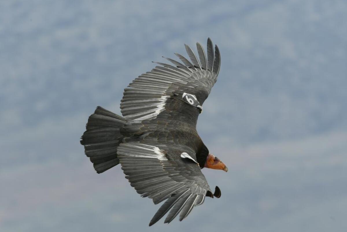California condors have been nurtured back from the brink of extinction.