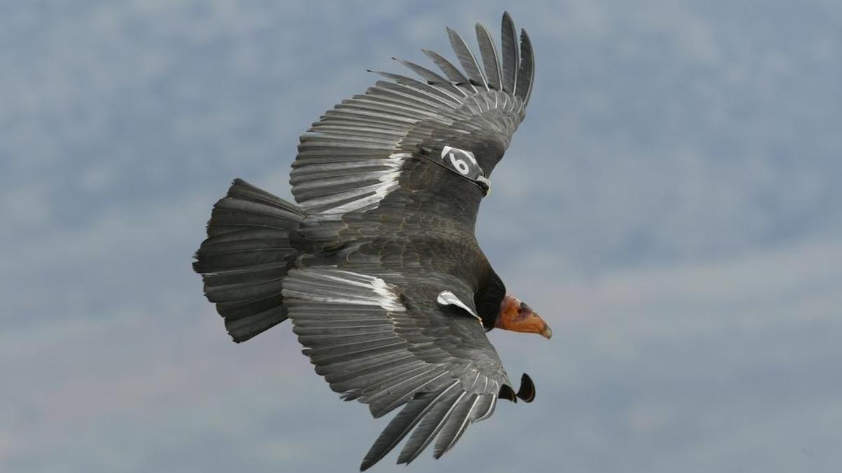 A condor soars in the skies over Central California.