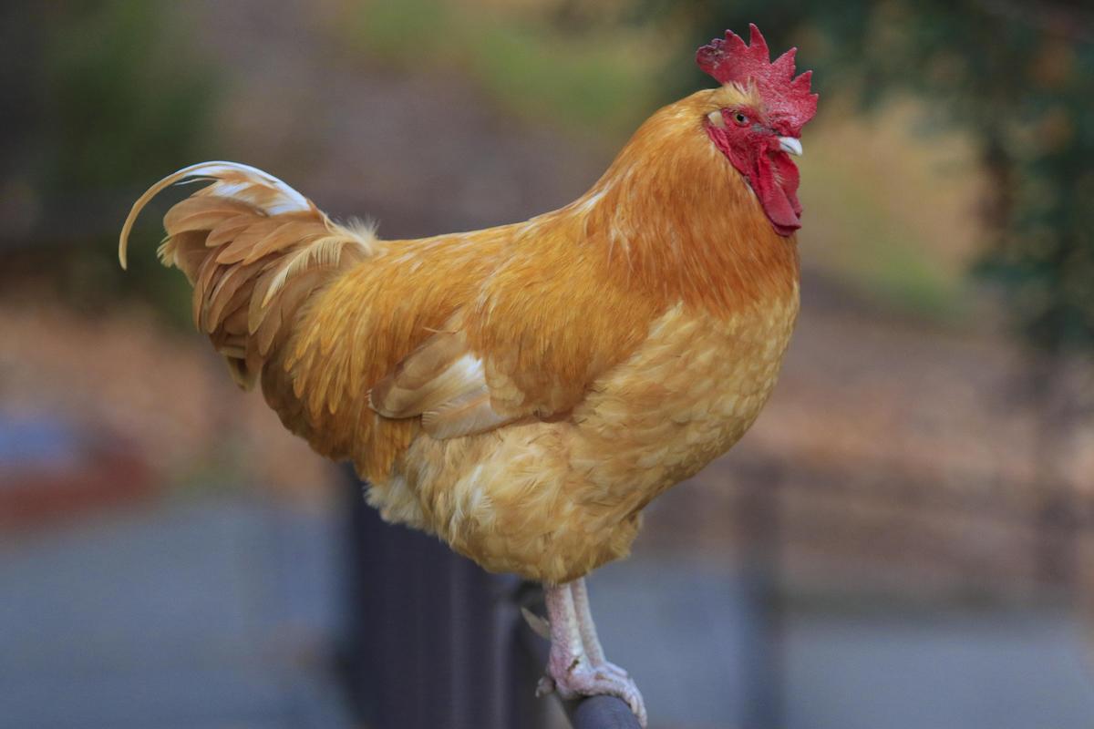 Feral roosters rule the roost in the historic Village of Arroyo Grande.