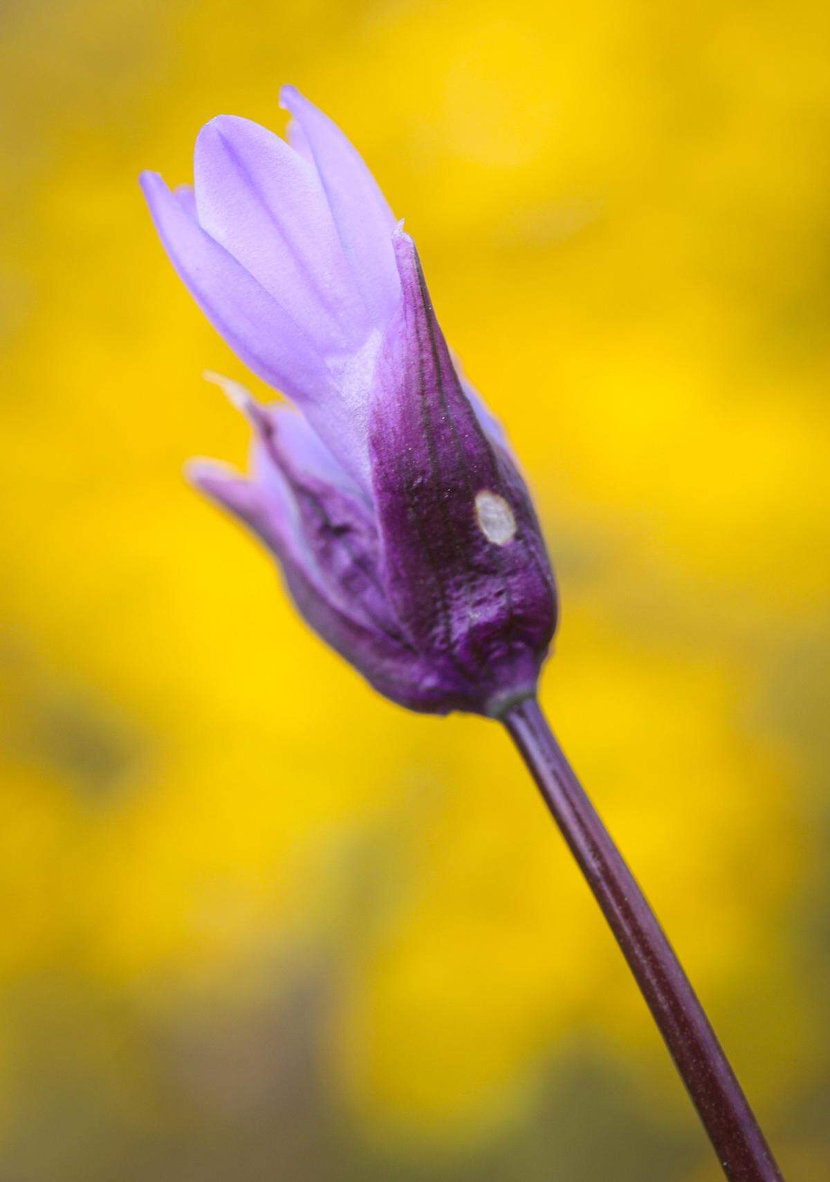 Wild hyacinth, sometimes known as brodieae or blue dicks, grow along Highway 58 on April 7, 2023.