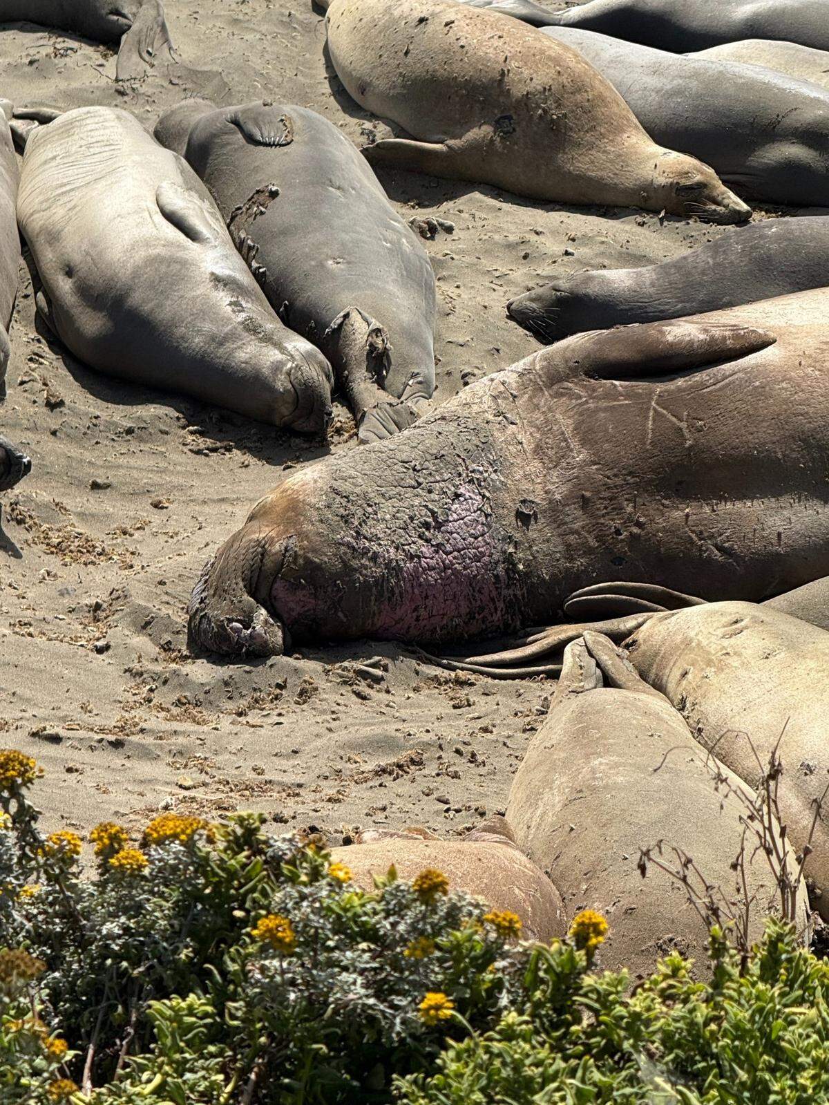When he lies down, you can see the San Luis Obispo county elephant seal’s pink chest shield, a sign his skin has starting molting. The young seals around him are almost finished getting new skin.