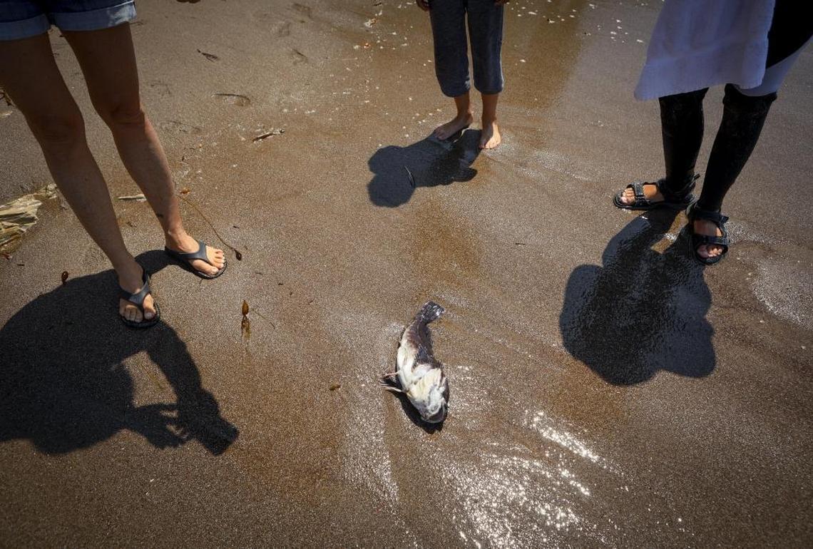 Beach-goers gather around a dead fish that washed up on the sand in Shell Beach. Fish are just one of the possible animals impacted by harmful algal blooms.