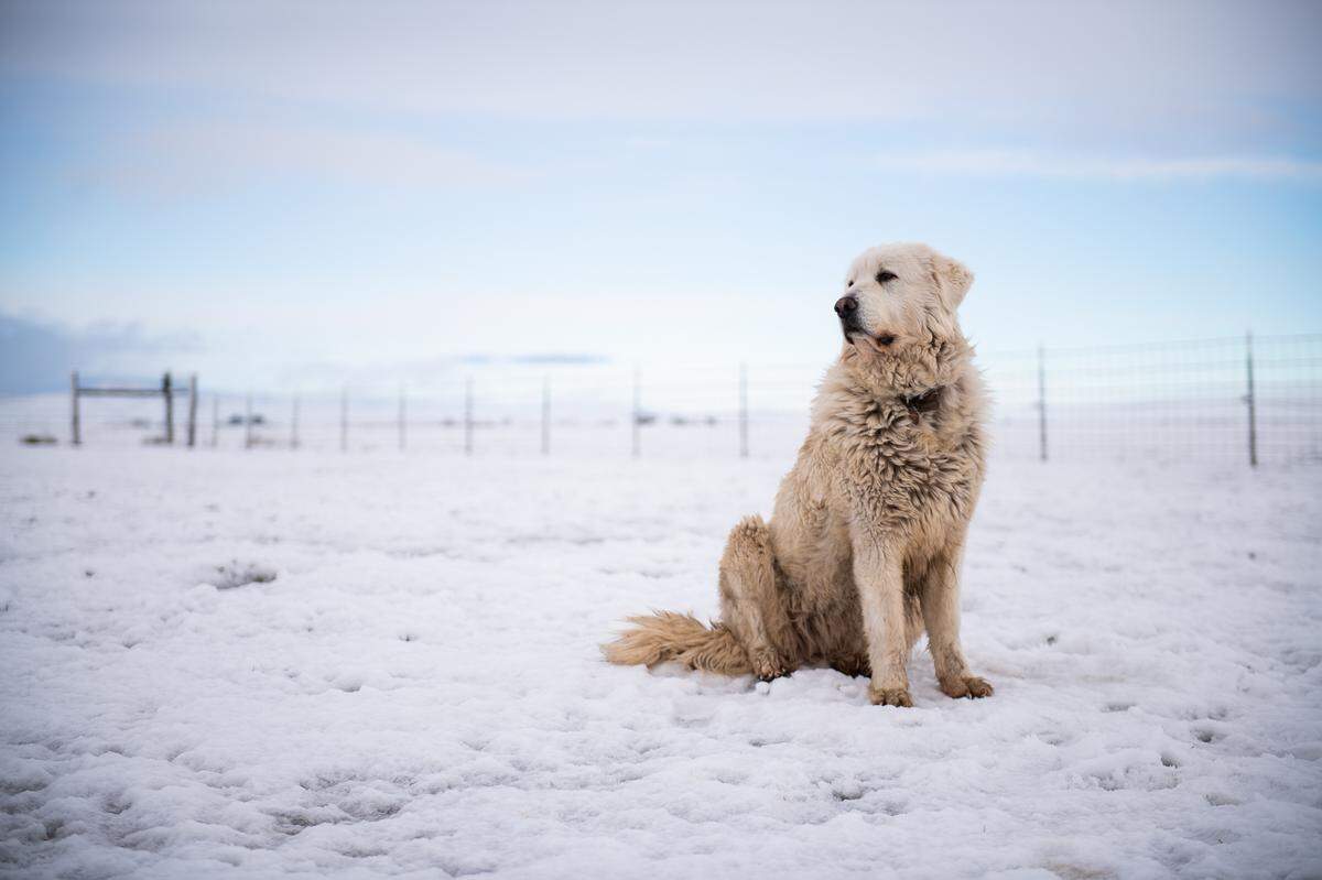 Heavy overnight snow turned the California Valley and Temblor Range near the Carrizo Plain into a scene that looks more like the Arctic than San Luis Obispo County on Saturday, Feb. 25, 2023.