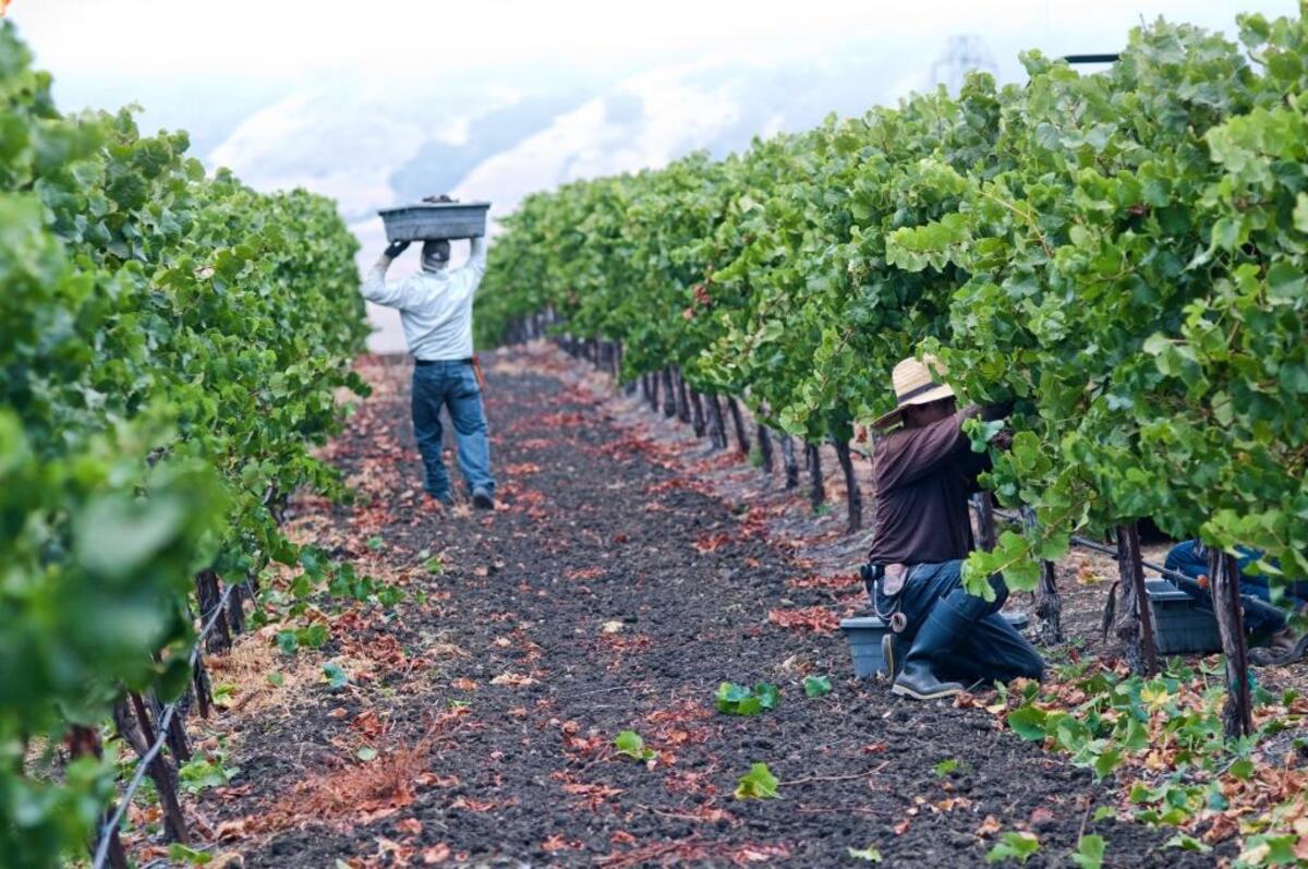 Workers harvest grapes at Paragon Vinyeard.