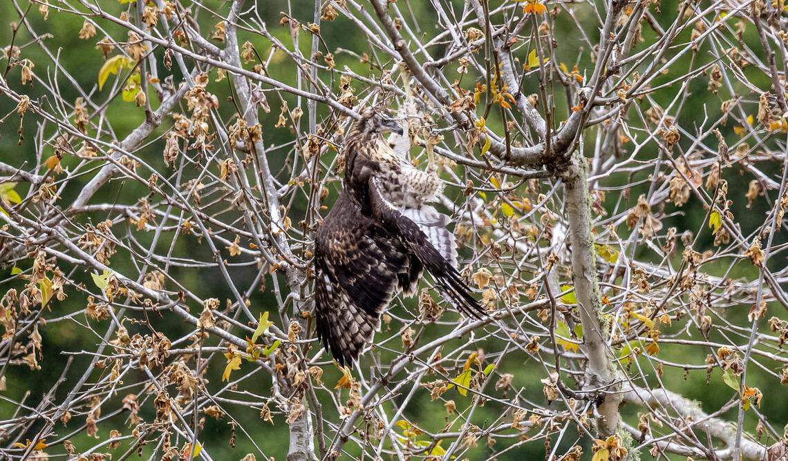A baby red-tailed hawk was caught in branches after being pushed out of an eagles nest in San Simeon on June 8, 2024.