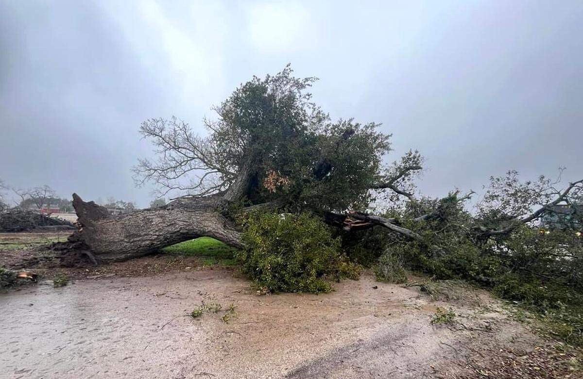 An oak tree toppled over on Pioneer Road in Templeton as storms battered San Luis Obispo County on Jan. 9, 2023.