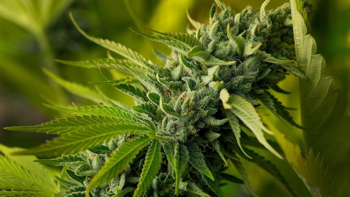 Should we tax marijuana sales up to 10 percent? SLO County voters will decide