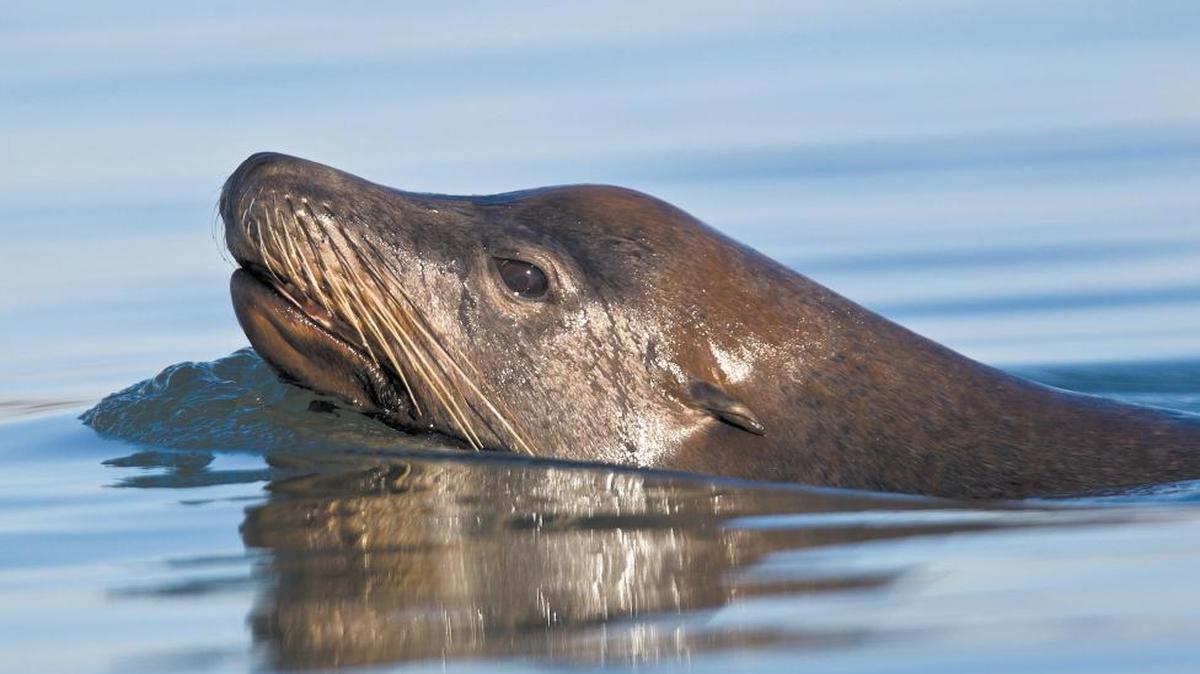 A seal surfaces for air in the Morro Bay National Estuary. A walk Thursday to view the estuary and those animals that call it home begins at 11 a.m.